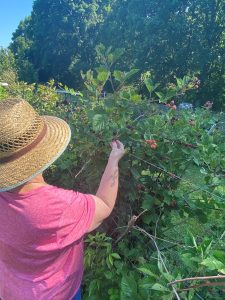 older woman in straw hat picking blueberries in summer