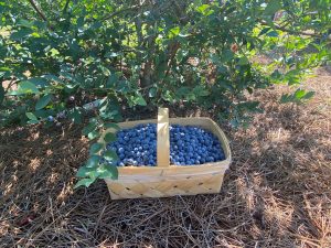 large basket of just-picked blueberries